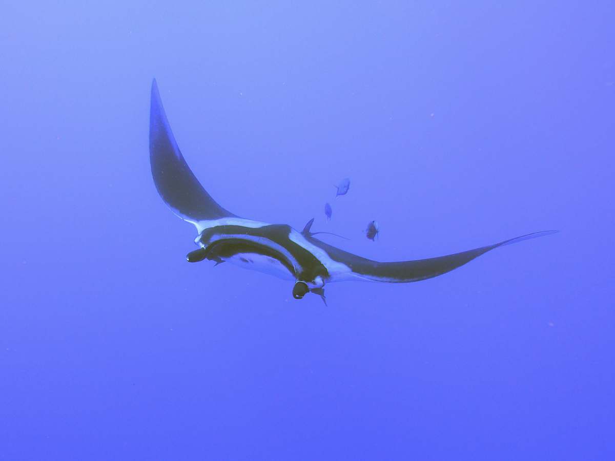fish white and black manta ray sea life